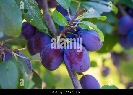 Pfaffenhofen An Der Ilm, Deutschland. August 2024. Reife Pflaumen hängen an einem Baum. Quelle: Peter Kneffel/dpa/Alamy Live News Stockfoto