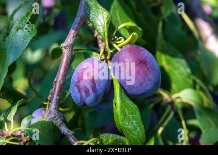 Pfaffenhofen An Der Ilm, Deutschland. August 2024. Reife Pflaumen hängen an einem Baum. Quelle: Peter Kneffel/dpa/Alamy Live News Stockfoto