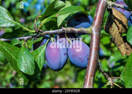 Pfaffenhofen An Der Ilm, Deutschland. August 2024. Reife Pflaumen hängen an einem Baum. Quelle: Peter Kneffel/dpa/Alamy Live News Stockfoto