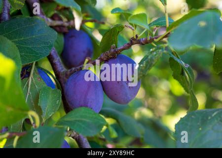 Pfaffenhofen An Der Ilm, Deutschland. August 2024. Reife Pflaumen hängen an einem Baum. Quelle: Peter Kneffel/dpa/Alamy Live News Stockfoto