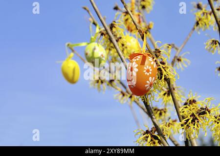 Osterstrauch Hamamelis, Hamamelis Sträucher zur osterzeit 01 Stockfoto