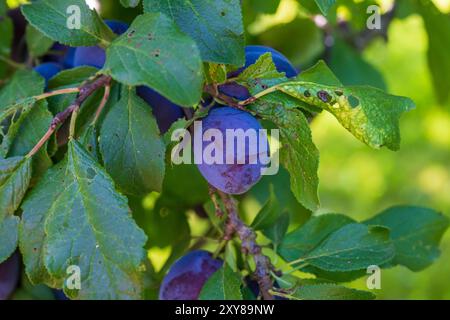 Pfaffenhofen An Der Ilm, Deutschland. August 2024. Reife Pflaumen hängen an einem Baum. Quelle: Peter Kneffel/dpa/Alamy Live News Stockfoto