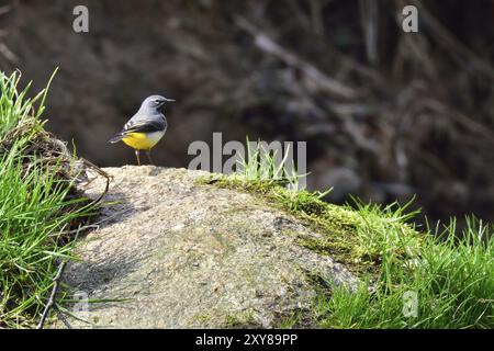 Grauer Wagtail im Frühling, Motacilla cinerea, grauer Wagtail Stockfoto