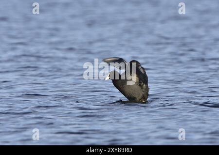 Eurasischer Coot in der Paarungszeit. Eurasische Bohlensauben während der Paarungszeit Stockfoto