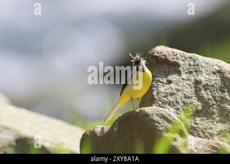 Graue Wagtail, männlich, mit Nahrung im Schnabel, Motacilla cinerea, graue Wagtail, männlich mit Nahrung im Schnabel Stockfoto