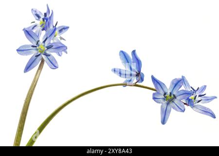 Blauer Stern (Scilla siberica) auf weißem Hintergrund Stockfoto