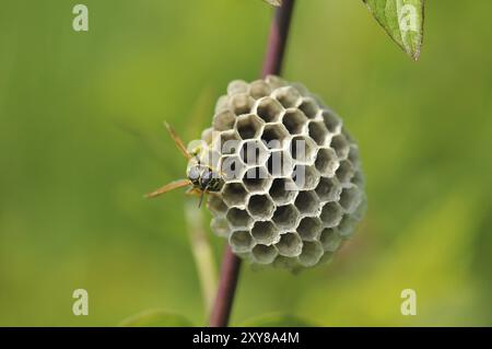 Gallische Feldwespe auch französische Feldwespe, Polistes dominula am Nestgebäude. Polistinen sind eusoziale Wespen auf einer Wiese am Nestgebäude Stockfoto