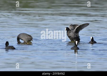 Hähnchen in der Oberlausitz, Schwarzer Coot, Fulica atra, Eurasischer Coot Stockfoto