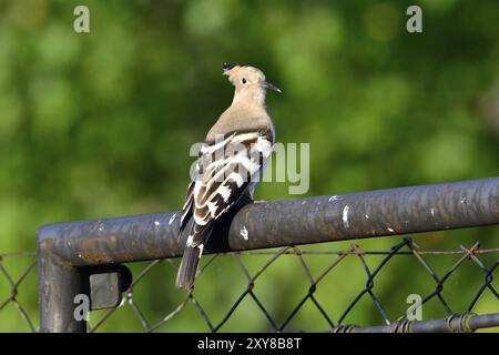 Wiedehopf auf der Suche nach Ameisen, Ein Wiedehopf auf der Suche nach Ameisen Stockfoto