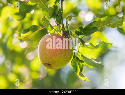 Pfaffenhofen An Der Ilm, Deutschland. August 2024. Reife Äpfel hängen an einem Baum. Quelle: Peter Kneffel/dpa/Alamy Live News Stockfoto