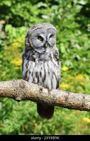 Große graue Eulenjagd Stockfoto