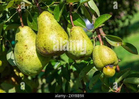 Pfaffenhofen An Der Ilm, Deutschland. August 2024. Reife Birnen hängen an einem Baum. Quelle: Peter Kneffel/dpa/Alamy Live News Stockfoto