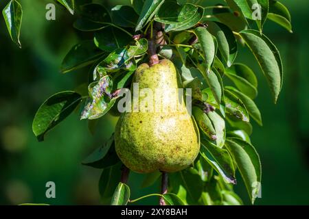 Pfaffenhofen An Der Ilm, Deutschland. August 2024. Reife Birnen hängen an einem Baum. Quelle: Peter Kneffel/dpa/Alamy Live News Stockfoto