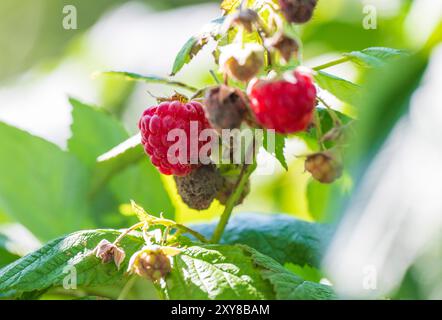 Pfaffenhofen An Der Ilm, Deutschland. August 2024. Himbeeren hängen an einem Busch. Quelle: Peter Kneffel/dpa/Alamy Live News Stockfoto