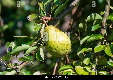 Pfaffenhofen An Der Ilm, Deutschland. August 2024. Reife Birnen hängen an einem Baum. Quelle: Peter Kneffel/dpa/Alamy Live News Stockfoto