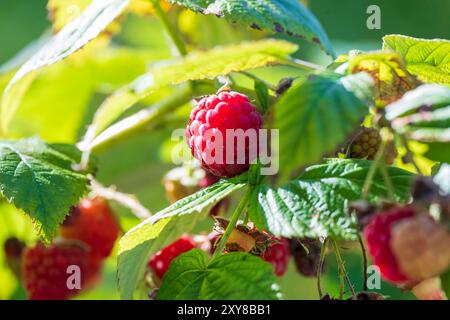 Pfaffenhofen An Der Ilm, Deutschland. August 2024. Himbeeren hängen an einem Busch. Quelle: Peter Kneffel/dpa/Alamy Live News Stockfoto