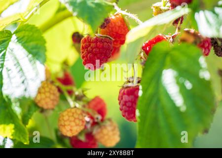 Pfaffenhofen An Der Ilm, Deutschland. August 2024. Himbeeren hängen an einem Busch. Quelle: Peter Kneffel/dpa/Alamy Live News Stockfoto