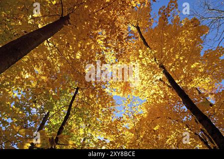 Herbstwaldpanorama in Kanada Stockfoto