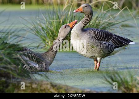 Graugänse im Frühling, Graugänse in der Morgensonne in einem See Stockfoto