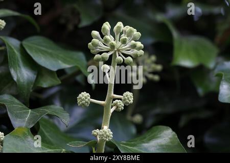 Nahaufnahme der grünen Knospe eines gewöhnlichen Efeu Stockfoto