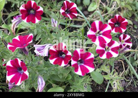 Zweifarbige Blüten von roten und weißen Petunien im Sonnenlicht Stockfoto