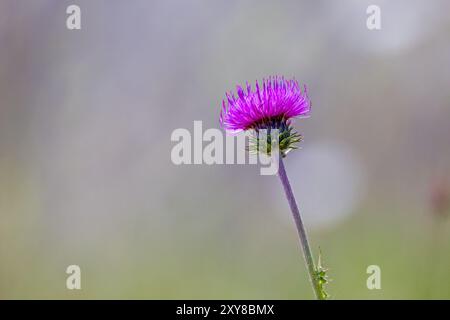 Seitenansicht einer jungen rosafarbenen Mariendistel vor einem hellverschwommenen Hintergrund Stockfoto