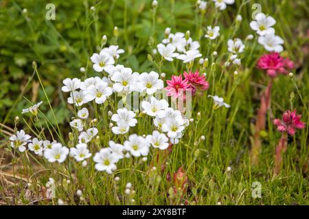 Ein Blumenstrauß aus weißen Blüten von alpinem Kichergras und rosa Hausleeks Stockfoto