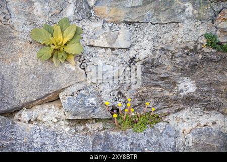 Gelbes Sedum montanum oder Steinpilz, das aus einer Wandlücke wächst Stockfoto