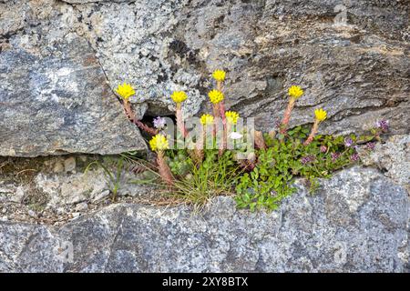 Gelbes Sedum montanum oder Steinpilz, das aus einer Wandlücke wächst Stockfoto