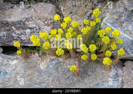 Gelbes Sedum montanum oder Steinpilz, das aus einer Wandlücke wächst Stockfoto