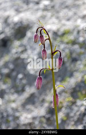 Eine rosafarbene Martinolilie mit geschlossenen Knospen im Sonnenlicht Stockfoto