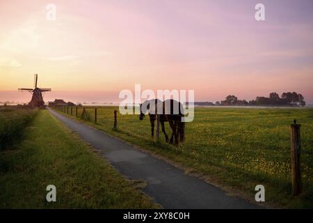 Pferd auf Weide und niederländische Windmühle bei Sommersonnenaufgang Stockfoto