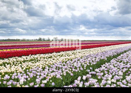 Bunte Tulpenblüten auf niederländischen Frühlingsfeldern, Holland Stockfoto