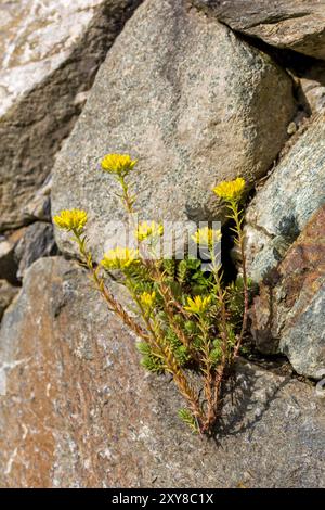 Gelbes Sedum montanum oder Steinpilz, das aus einer Wandlücke wächst Stockfoto