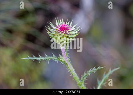 Blick von oben auf eine junge rosa Mariendistel vor einem dunklen, verschwommenen Hintergrund Stockfoto