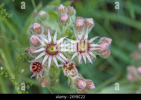 Nahaufnahme von oben auf zwei rosa Haueleek-Blüten auf grünem Hintergrund namens Sempervivum oder Hühner und Küken Stockfoto