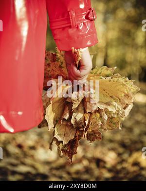 Kleines Mädchen, das im Schönheitspark Herbstlaub hält. Nahaufnahme Stockfoto