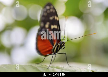 Tarricina Halbglasflügel (Tithorea tarricina pinthias), roter schwarzer Schmetterling, der auf einem Blatt sitzt, Provinz Alajuela, Costa Rica, Mittelamerika Stockfoto