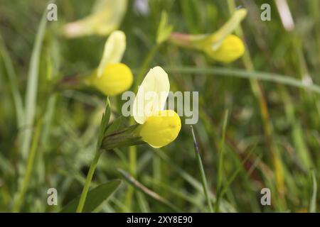 Spargelerbse, Lotus maritimus, Syn.: Tetragonolobus maritimus, Drachenzähne Stockfoto