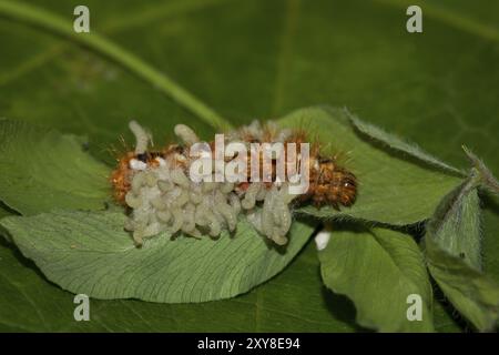 Raupe von Dock Bark Ewl, Acronicta rumicis, raupe von Knotengras Stockfoto