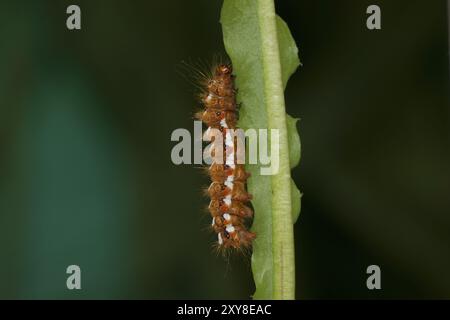 Raupe von Dock Bark Ewl, Acronicta rumicis, raupe von Knotengras Stockfoto