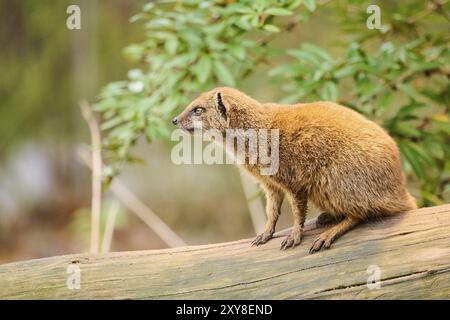 Äthiopischer Zwergmungos (Helogale hirtula) auf einem alten Baumstamm sitzend, Bayern, Deutschland, Europa Stockfoto