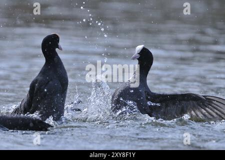 Eurasischer Coot kämpft um Territorium, Schwarzer Coot, Fulica atra, eurasischer Coot Stockfoto