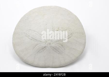 Sanddollar auf weißem Hintergrund Stockfoto