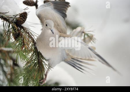 Taube mit Kragen bei der Landung auf einem Baumstamm Stockfoto