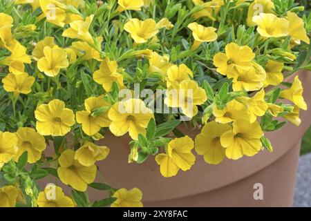 Gelbe Petunien (Petunia) in einem Blumentopf Stockfoto