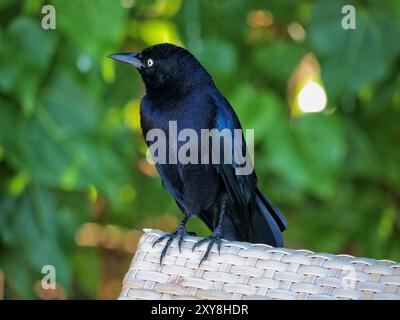 Schwarzer Vogel auf dem Hintergrund grüner Blätter. Stockfoto