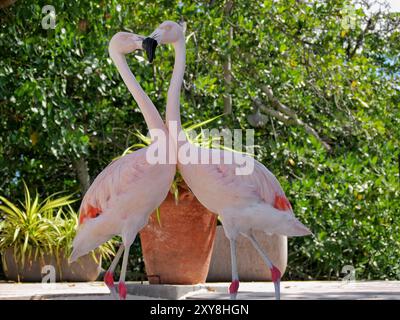 Zwei Flamingos bewundern, wie sie einander küssen. Eine Herzform zwischen ihnen. Flamingo-Paar verliebt. Stockfoto