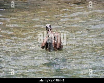 Braunpelikanjagd und Angeln im Meer am Strand von Aruba. Stockfoto