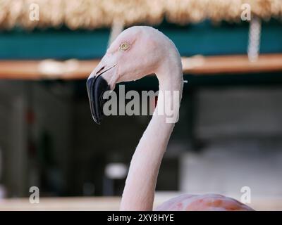 Flamingo am Strand von Aruba aus nächster Nähe. Stockfoto